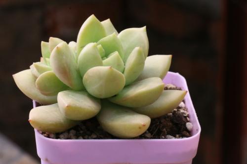 Àî¿ËǿǩÊð¹úÎñÔºÁî ¹«²¼Õþ¸®¶½²é¹¤×÷ÌõÀý