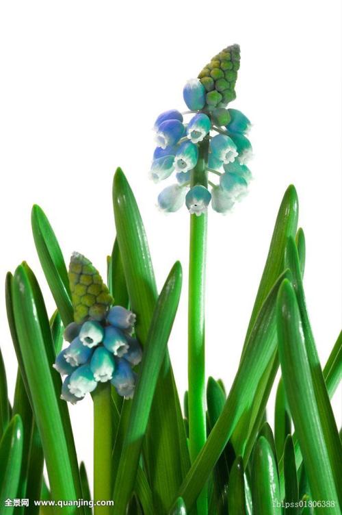 Î÷²ýÎÀÐÇ·¢ÉäÖÐÐÄÁ¬ÐøÈýÄê²õÁªÖйúº½Ìì·¢Éä°ñÊ×