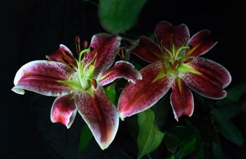 ¶íÂÞ˹³µ³¼Ê׸®¸ñÂÞ×ÈÄá·¢Éú¿Ö²À·Ö×ÓÏ®¾¯Ê¼þ